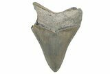Bargain, , Fossil Megalodon Tooth - Georgia #338839-1